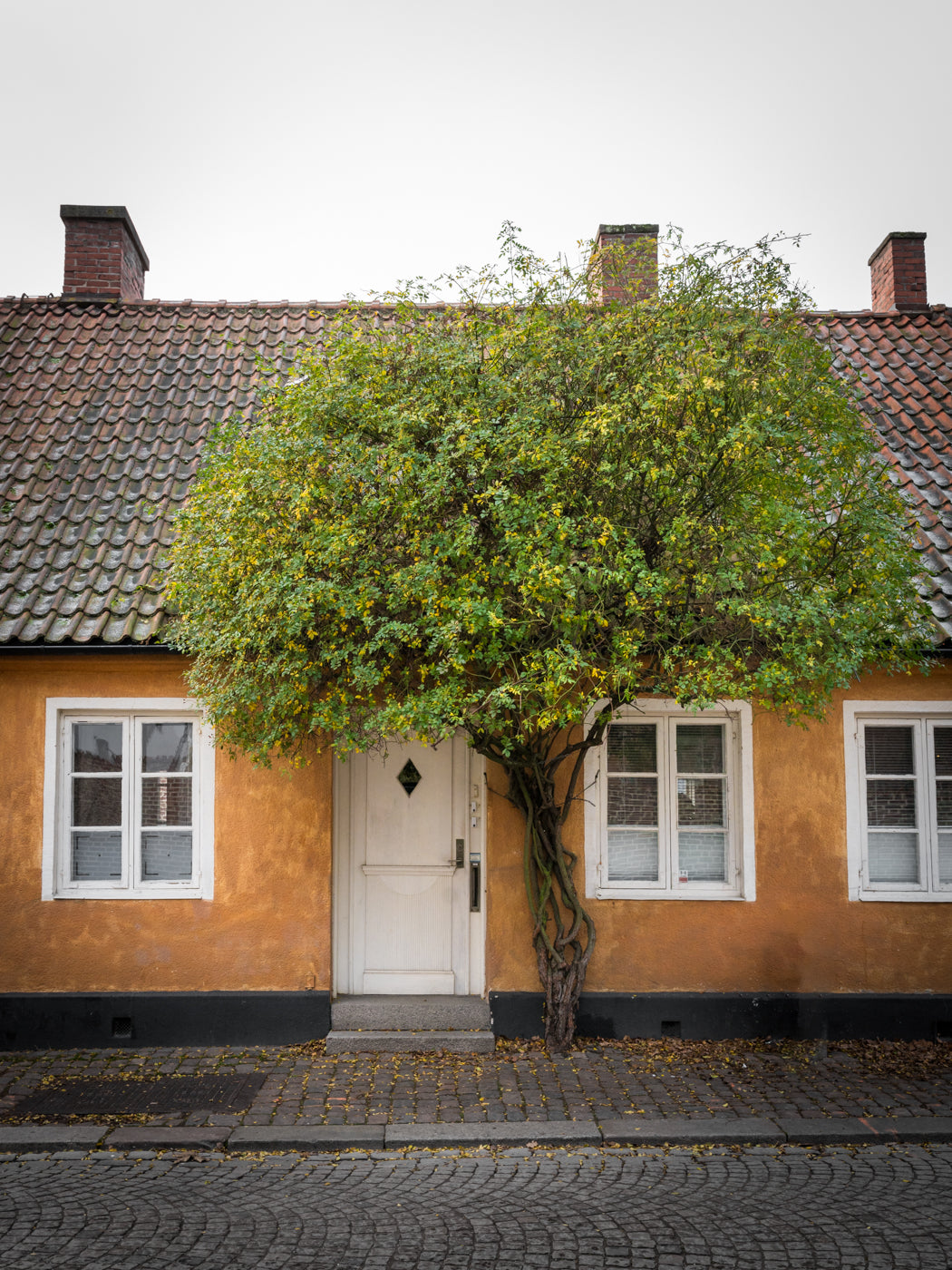 Gula Huset och Gröna Trädet