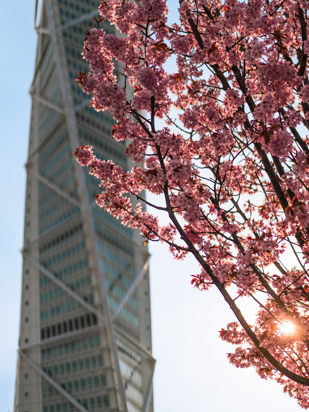 Körsbärsträd och Turning Torso